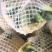 白面青梗散花