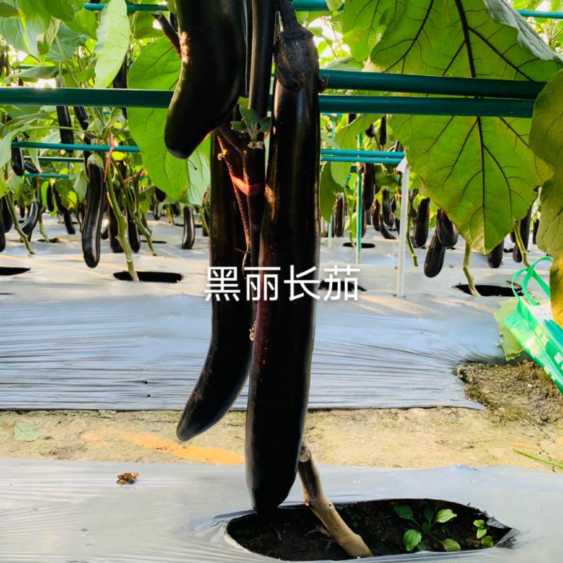 紫黑茄种子龙盛黑金11869早熟品种杂交一代种子