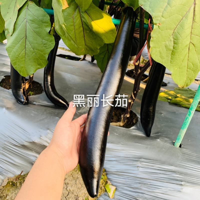 紫黑茄种子龙盛黑金11869早熟品种杂交一代种子
