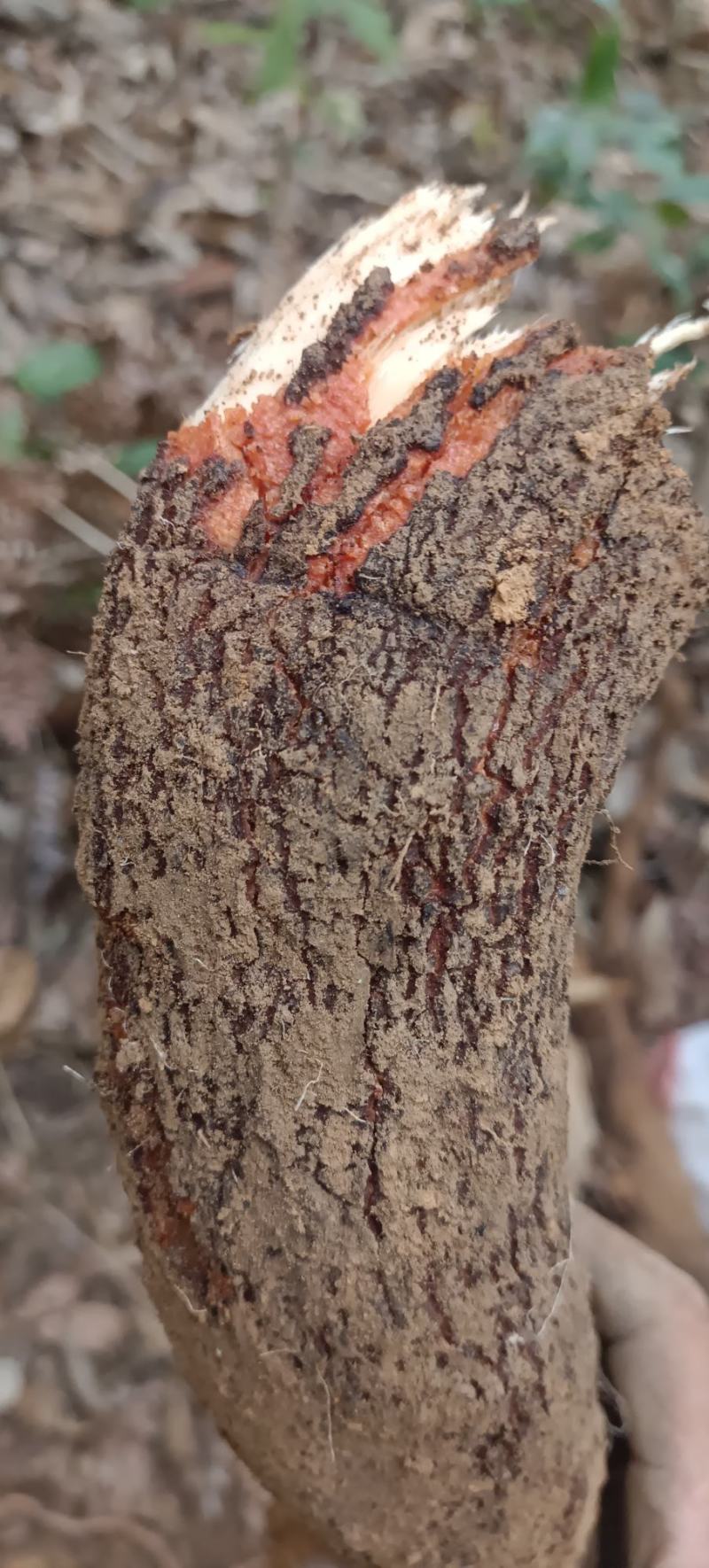 算盘子根，有无毛和有毛算盘子根两个品种，下单后现采现发。