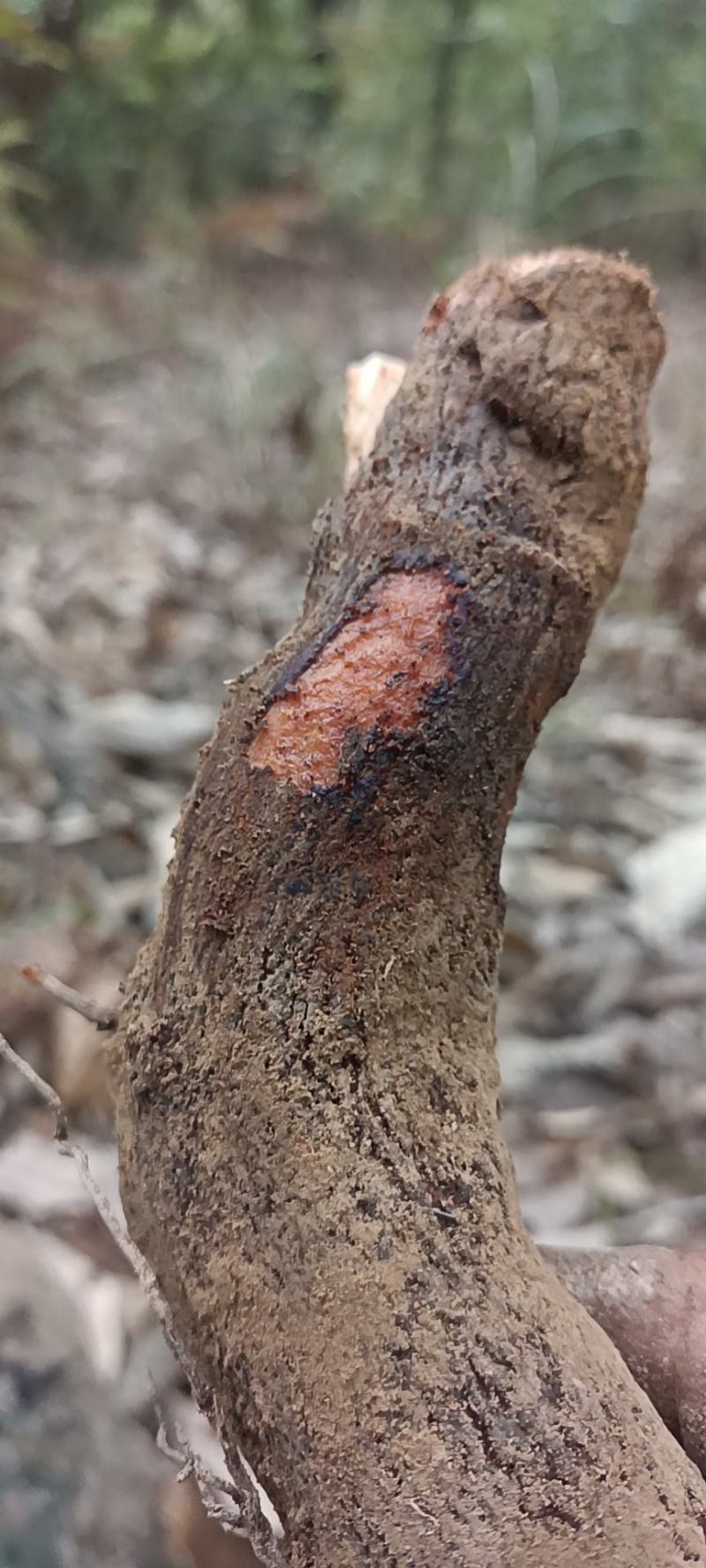 算盘子根，有无毛和有毛算盘子根两个品种，下单后现采现发。