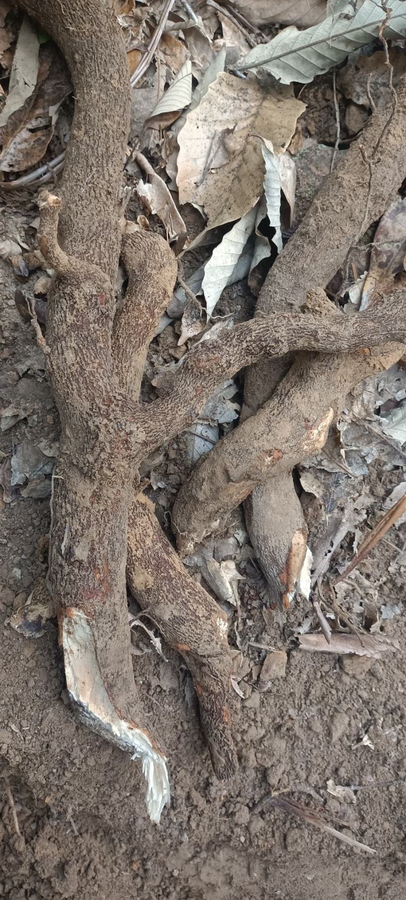 算盘子根，有无毛和有毛算盘子根两个品种，下单后现采现发。