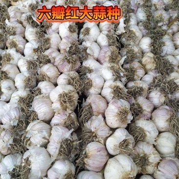 精品大蒜种