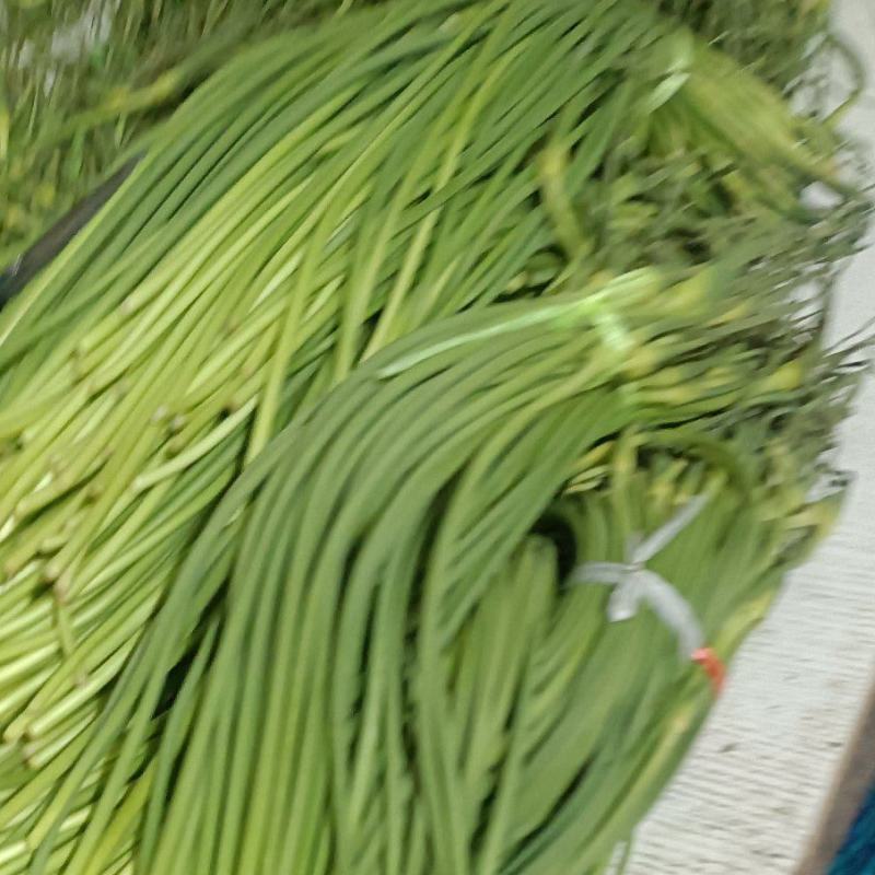 红帽蒜薹50~60厘米产地直发诚信经营基地直供