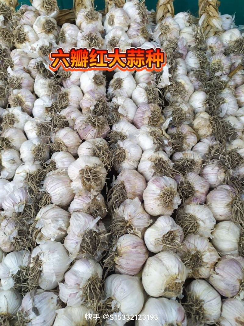 精品大蒜种