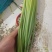 红帽蒜薹50~60厘米产地直发诚信经营基地直供