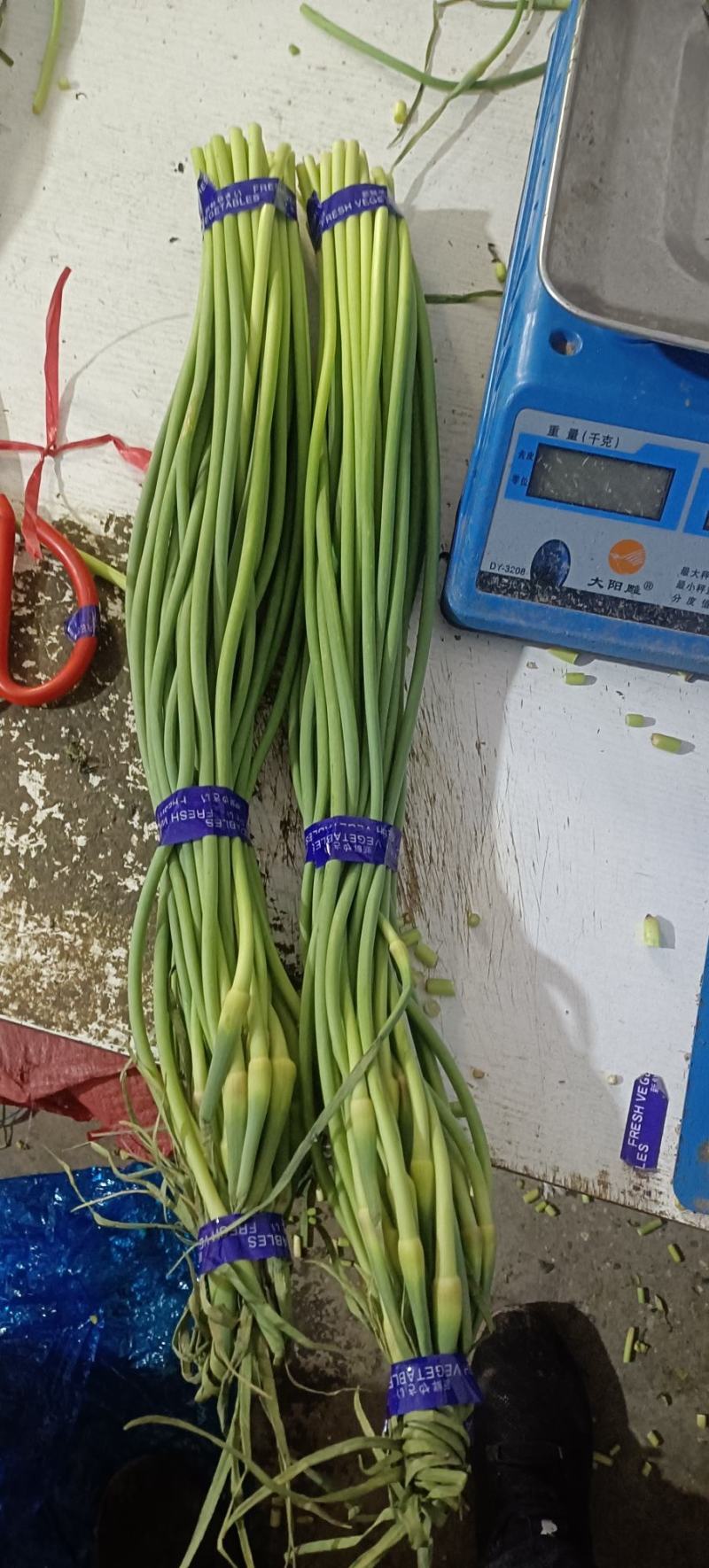 红帽蒜薹50~60厘米产地直发诚信经营基地直供