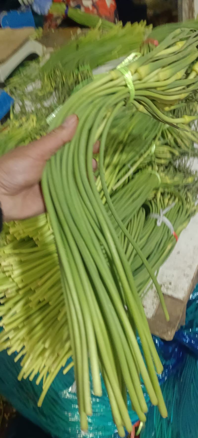 红帽蒜薹50~60厘米产地直发诚信经营基地直供