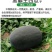 黑王西瓜种子懒汉黑霸王黑皮西瓜种籽皮薄籽少抗重茬大田瓜果