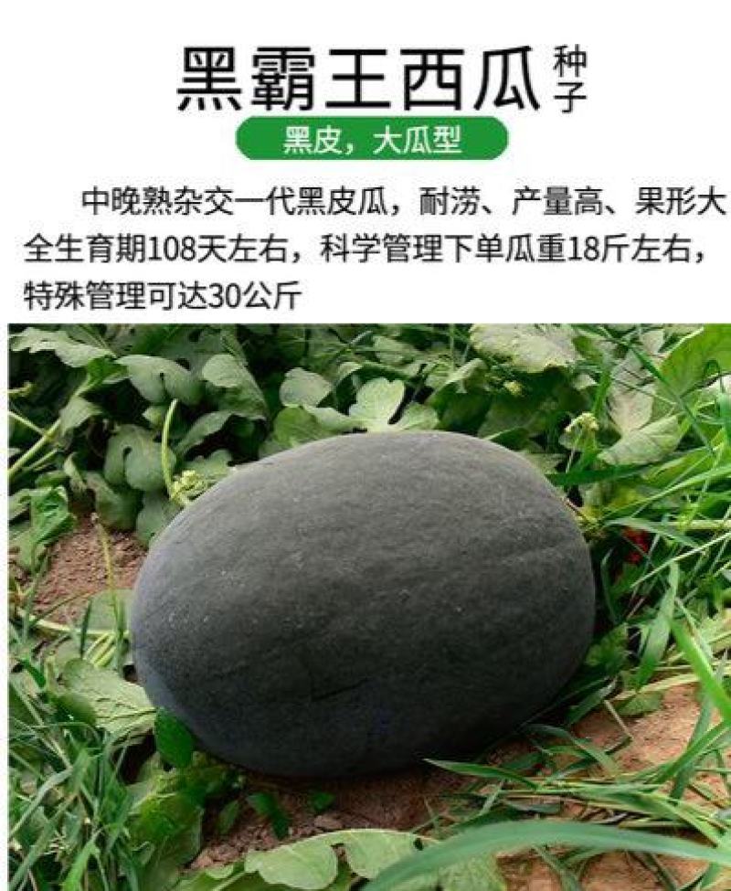 黑王西瓜种子懒汉黑霸王黑皮西瓜种籽皮薄籽少抗重茬大田瓜果