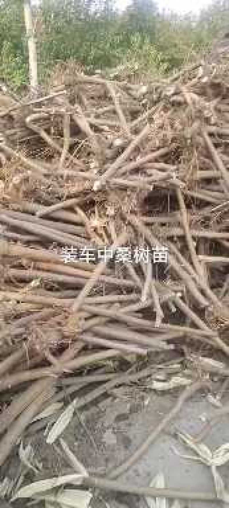 河北省泊头市苟鲁道桑树苗1-15公分的都有