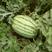 西农八号西瓜种子特大懒汉甜王西瓜种籽超甜四季高产田园水果
