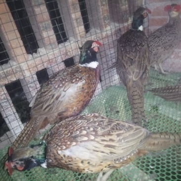 七彩山鸡公玉米养殖