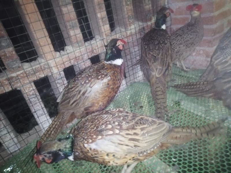 七彩山鸡公玉米养殖