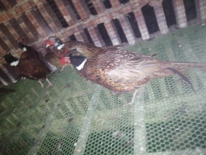 七彩山鸡公玉米养殖