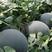 洞庭湖黑金无籽纯黑皮大果型强抗病高抗重茬西瓜种子水果种籽