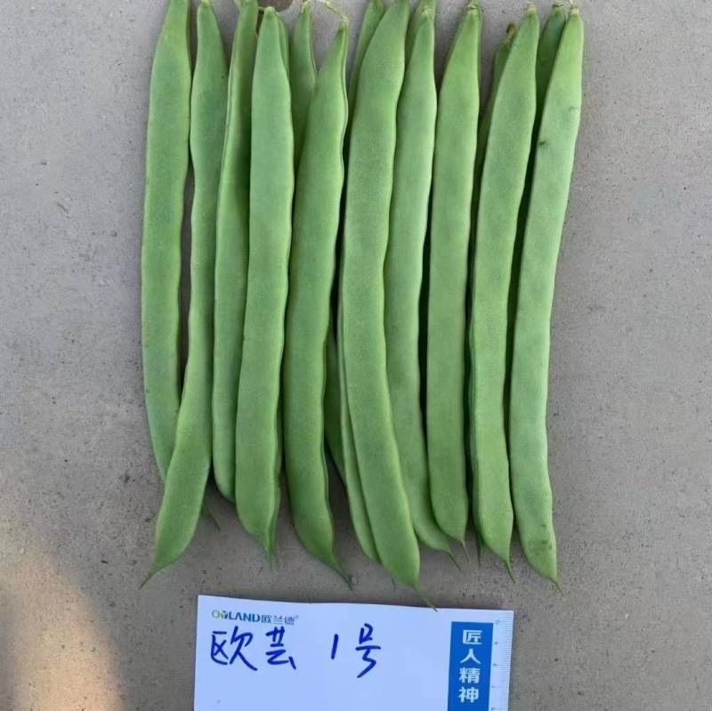 【精品三扁】扁豆种子欧芸一号四季豆种子无筋早熟高产