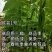 【精品三扁】扁豆种子欧芸一号四季豆种子无筋早熟高产