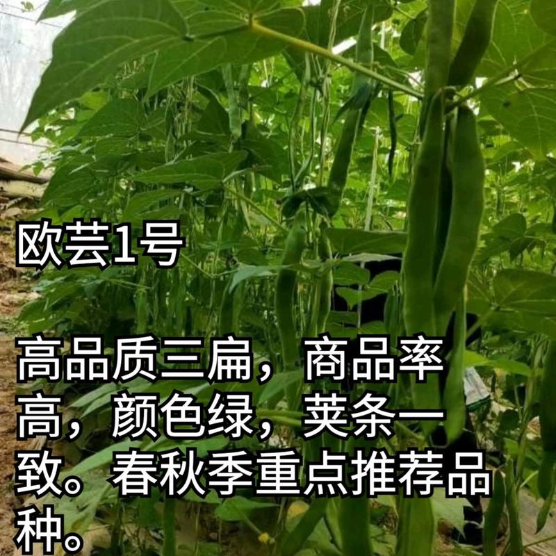 【精品三扁】扁豆种子欧芸一号四季豆种子无筋早熟高产