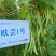 【精品三扁】扁豆种子欧芸一号四季豆种子无筋早熟高产