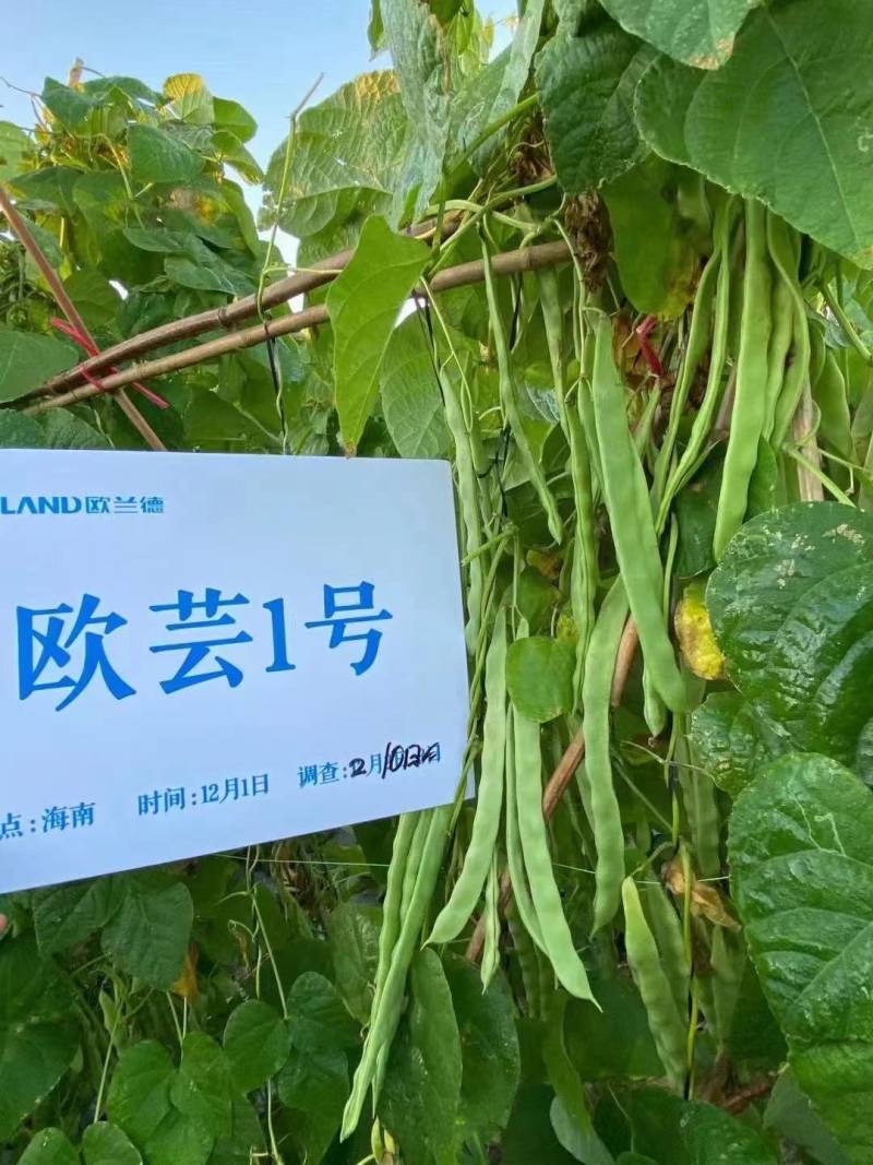 【精品三扁】扁豆种子欧芸一号四季豆种子无筋早熟高产