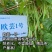 【精品三扁】扁豆种子欧芸一号四季豆种子无筋早熟高产