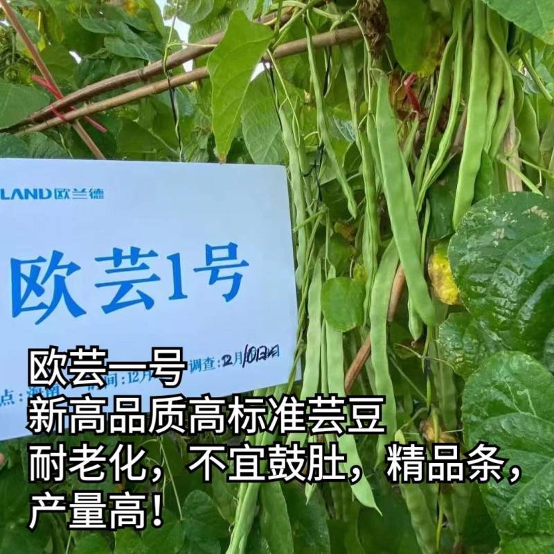 【精品三扁】扁豆种子欧芸一号四季豆种子无筋早熟高产