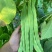 【精品三扁】扁豆种子欧芸一号四季豆种子无筋早熟高产