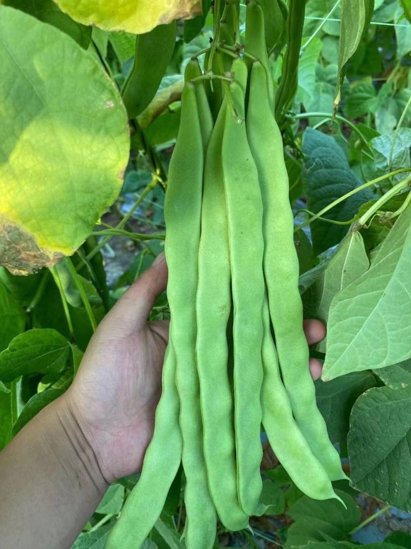 【精品三扁】扁豆种子欧芸一号四季豆种子无筋早熟高产