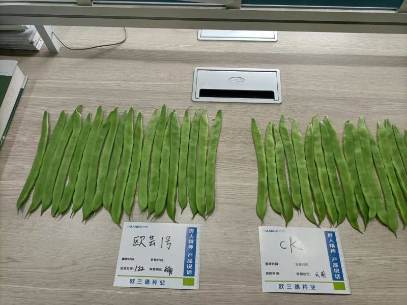 【精品三扁】扁豆种子欧芸一号四季豆种子无筋早熟高产