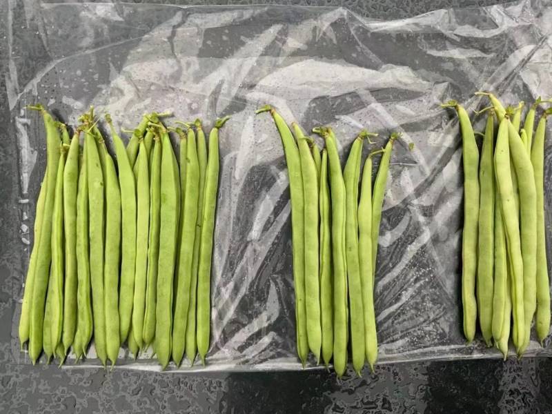 【精品三扁】扁豆种子欧芸一号四季豆种子无筋早熟高产