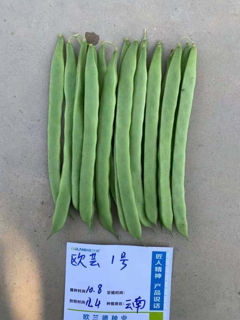 【精品三扁】扁豆种子欧芸一号四季豆种子无筋早熟高产