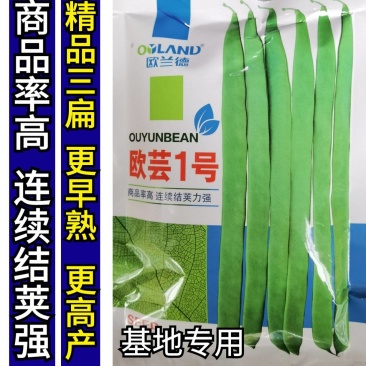 扁豆种子欧芸一号芸豆种子无筋早熟精品三扁高产