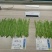 扁豆种子欧芸一号芸豆种子无筋早熟精品三扁高产