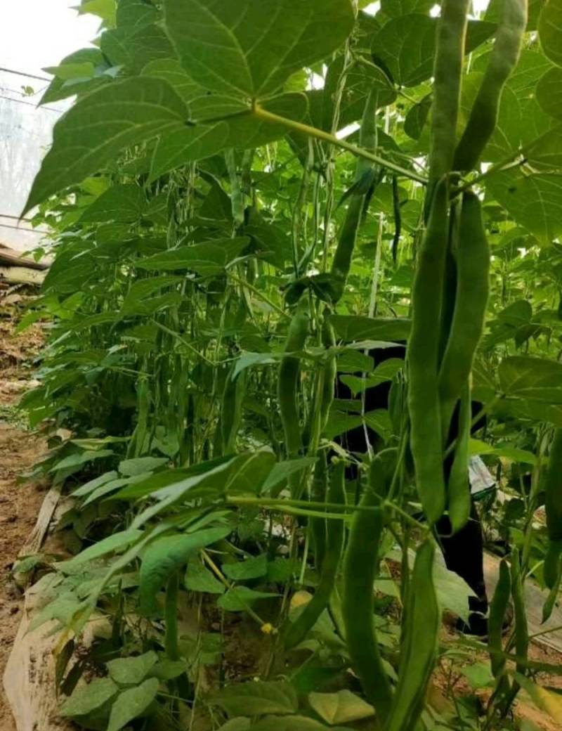 扁豆种子欧芸一号芸豆种子无筋早熟精品三扁高产