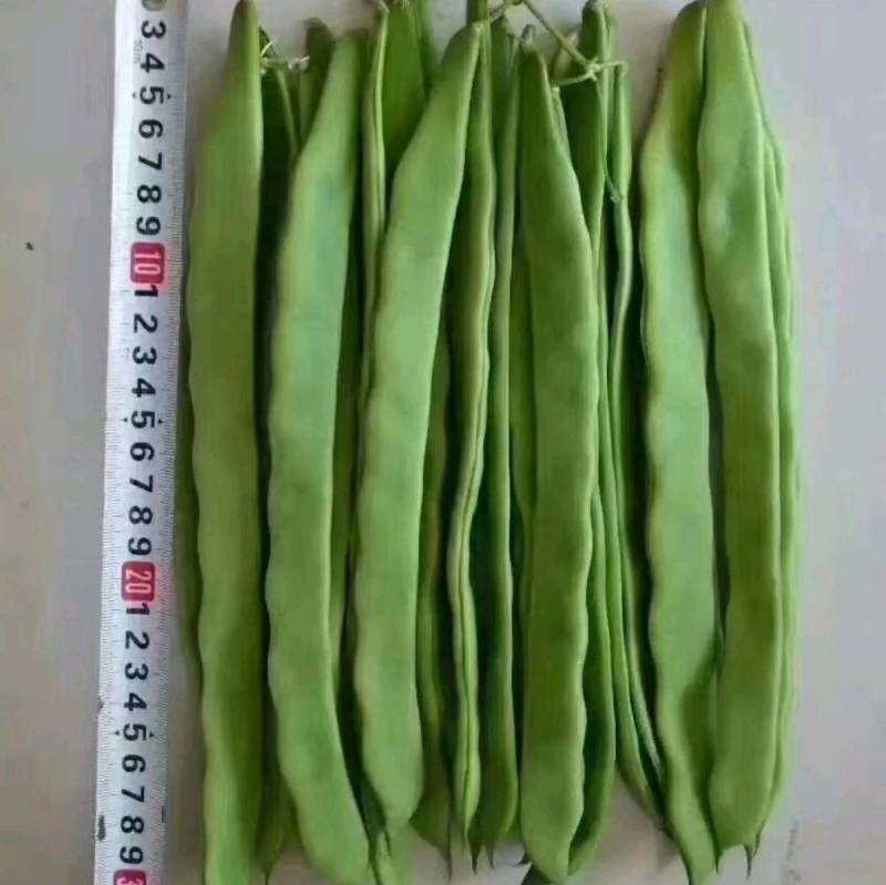 扁豆种子欧芸一号芸豆种子无筋早熟精品三扁高产
