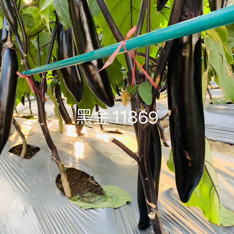 高档黑长茄种子春夏秋露天种植油黑亮丽茄子种子高产