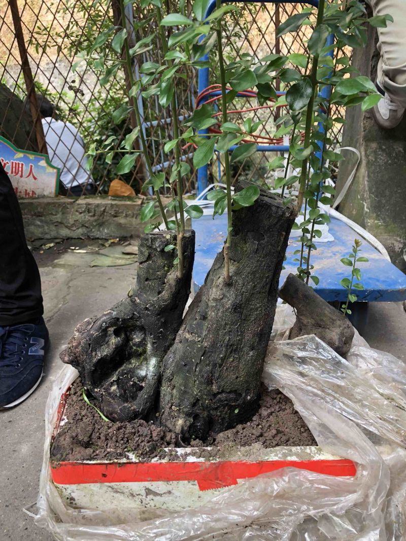 金弹子盆景