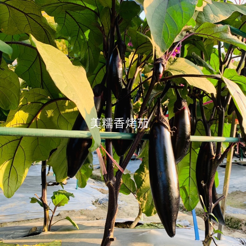 烧烤茄种子龙盛美糯香烤茄早熟杂交一代茄子种子清香好吃