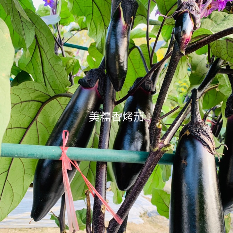 烧烤茄种子龙盛美糯香烤茄早熟杂交一代茄子种子清香好吃