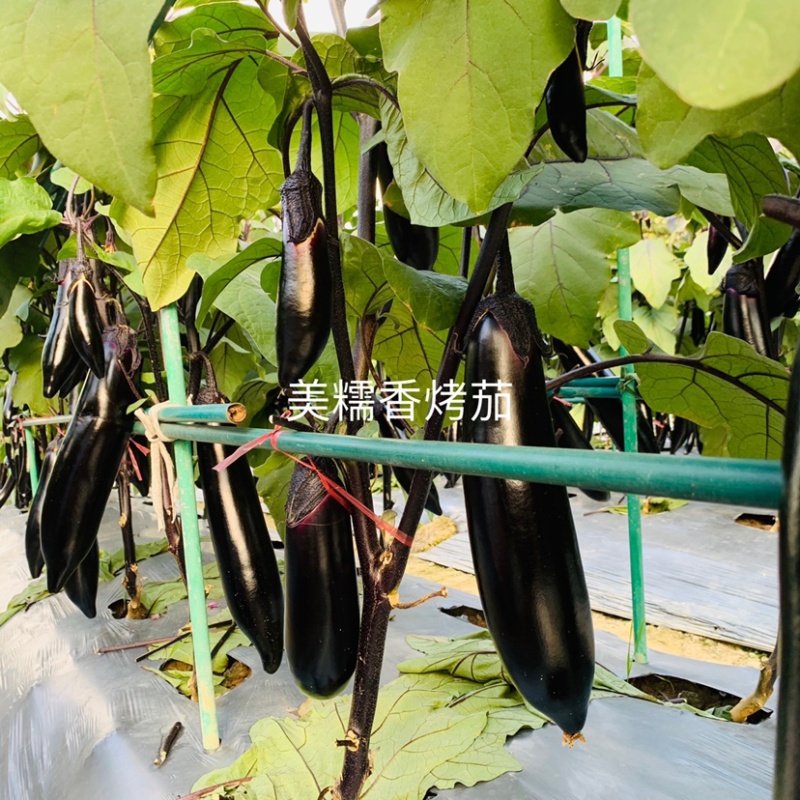 烧烤茄种子龙盛美糯香烤茄早熟杂交一代茄子种子清香好吃