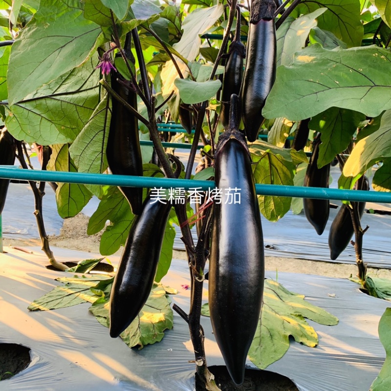 烧烤茄种子龙盛美糯香烤茄早熟杂交一代茄子种子清香好吃