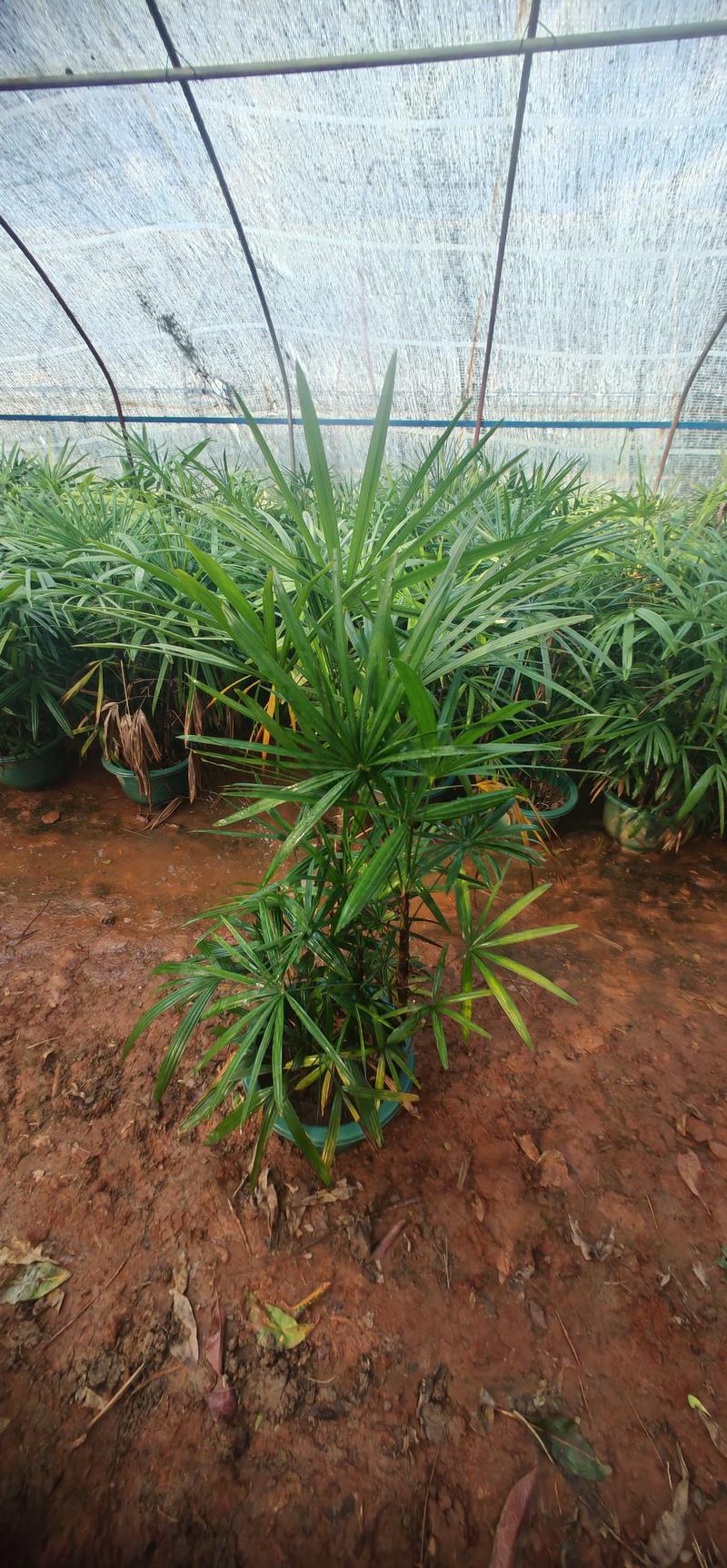 细叶棕竹，各种丛生细叶棕竹，各种型号细叶棕竹出售