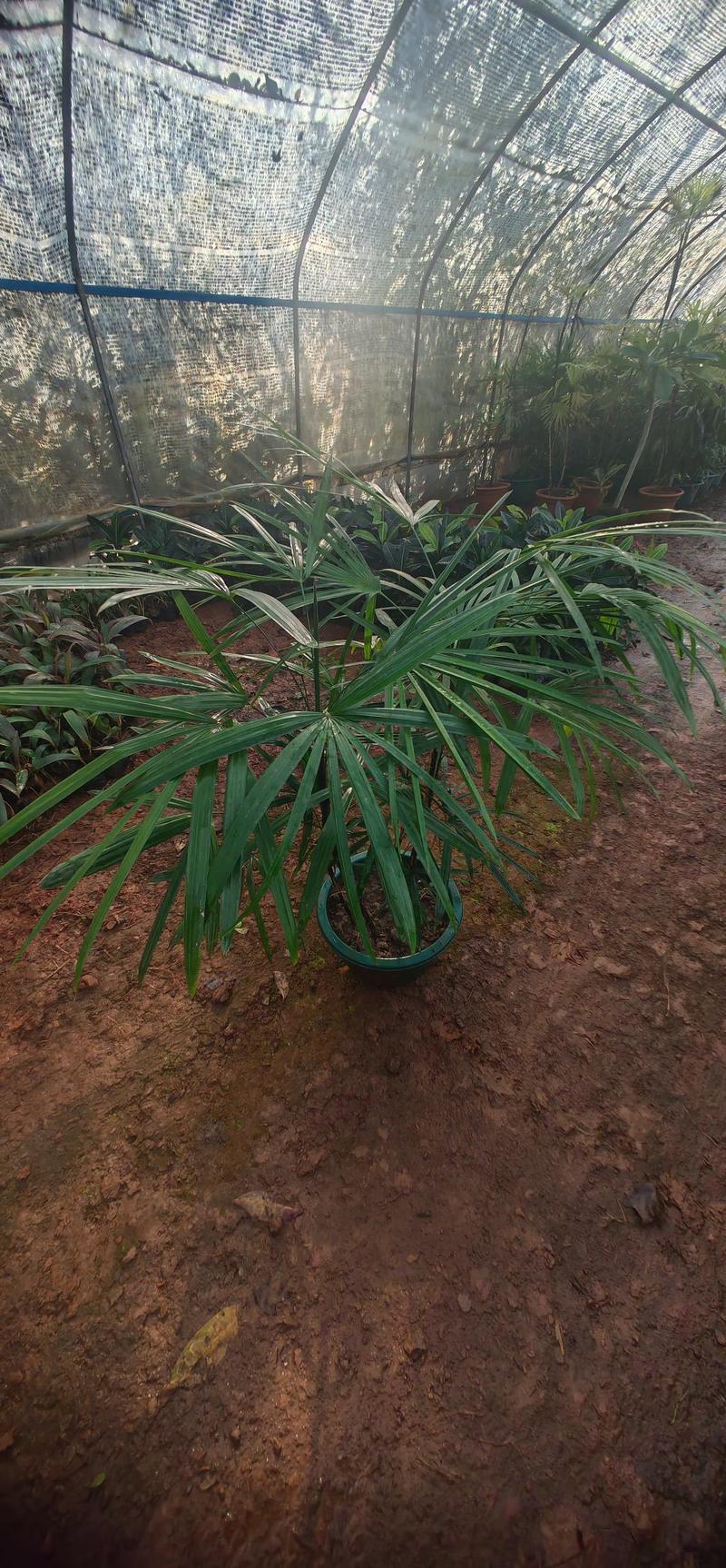细叶棕竹，各种丛生细叶棕竹，各种型号细叶棕竹出售