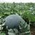 特大新抗八西瓜种子懒汉西瓜种子特大巨型西瓜家庭菜园庭院
