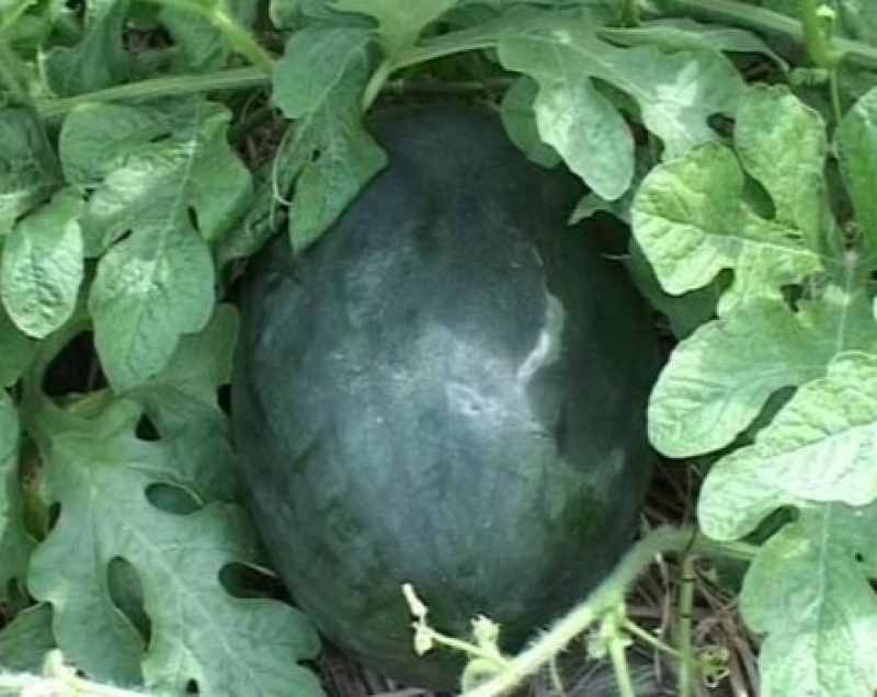 特大新抗八西瓜种子懒汉西瓜种子特大巨型西瓜家庭菜园庭院