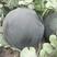 特大新抗八西瓜种子懒汉西瓜种子特大巨型西瓜家庭菜园庭院