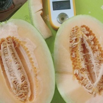 海南哈密瓜二十五号
