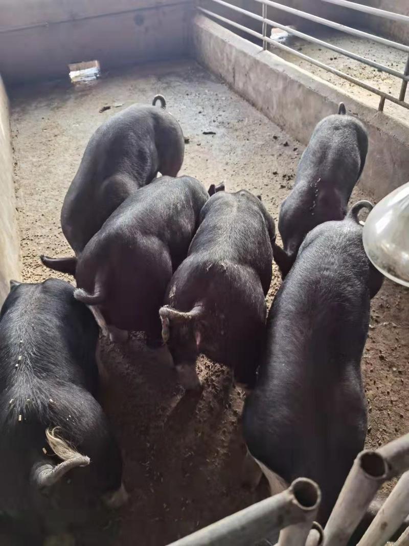 热销推荐）原种母猪，种猪，品种齐全价格便宜，包成活包运输