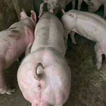 热销推荐）原种母猪，种猪，品种齐全价格便宜，包成活包运输